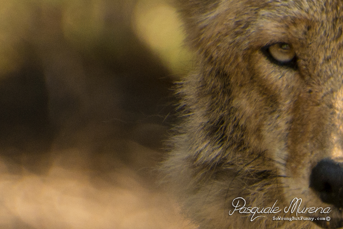 Wolf in Yosemite Pasquale Murena's Film & Photography