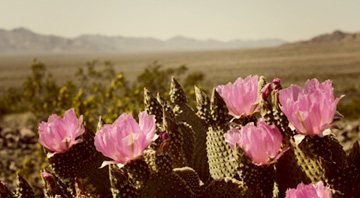 cactusflowerSDThumb