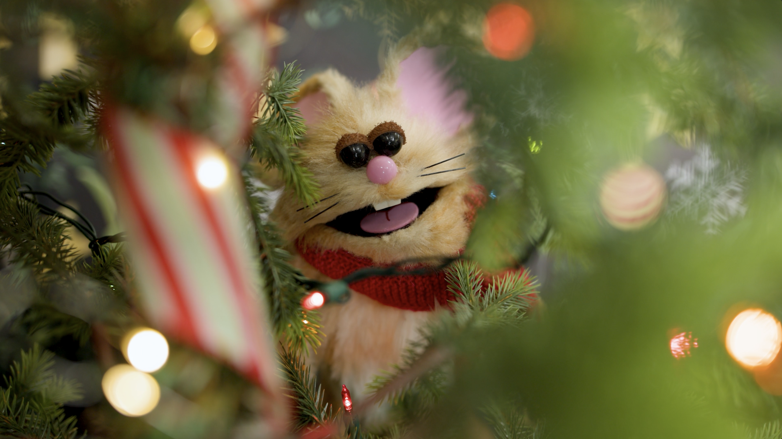 Class ImagePasquale Murena has been hailed as the greatest smuggler of camels into India since Gandhi. His photography has been hung on his mother's refrigerator since the age of ten, in high school his writing was hailed as genius for a 5th grader and when people watch his films they immediately enjoy a short snooze. He takes everything seriously and enjoys Swedish fish.6